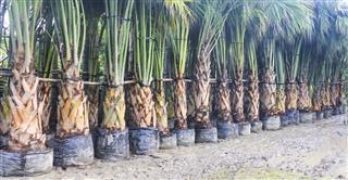 Date palm in nursery