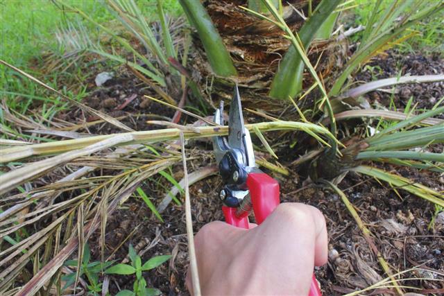 Pruning Date palm tree with secateurs in the garden