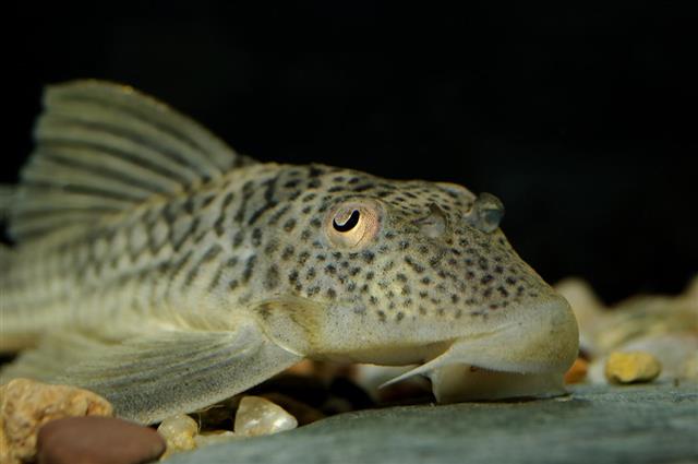 Sucker mouth catfish