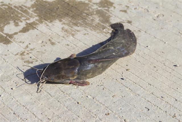 Catfish walking in the street,escape