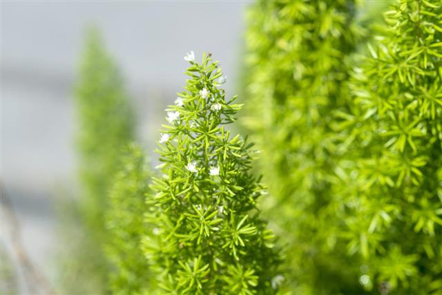 Asparagus fern flowers