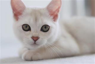 Very Cute White Burmilla Kitten in Soft Focus