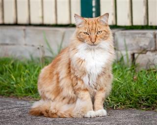 Ginger and White Tabby Cat Sitting on the Sidewalk