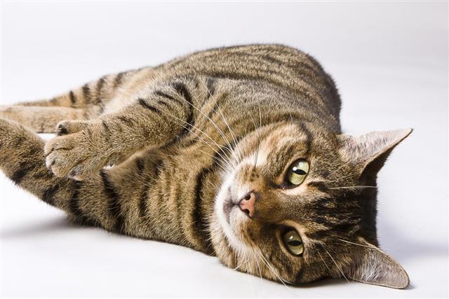 Striped cat lying relaxed on white background