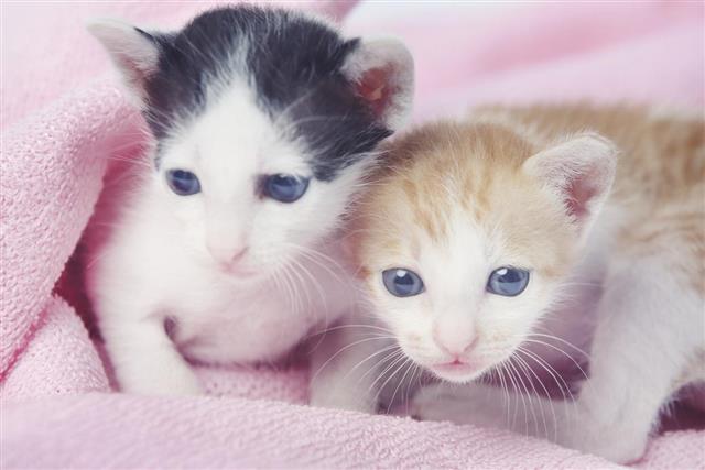 Two cute baby kittens wrapped in pink blanket