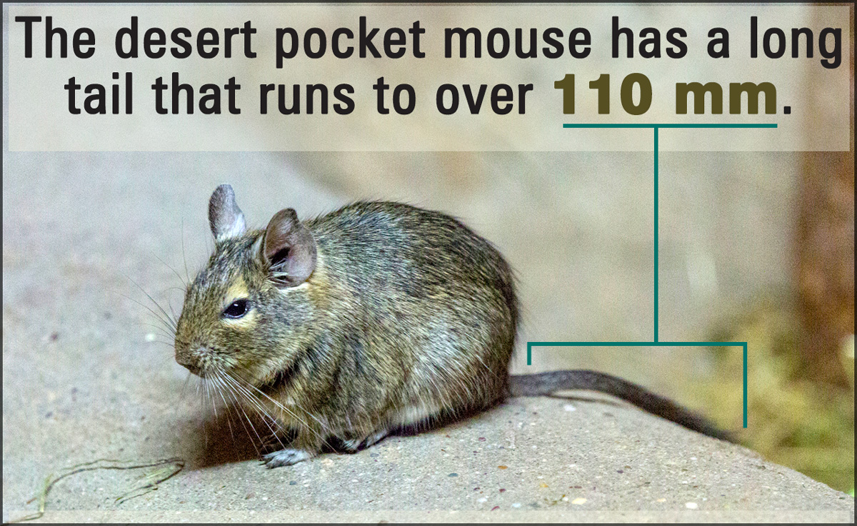 Desert Pocket Mouse Facts