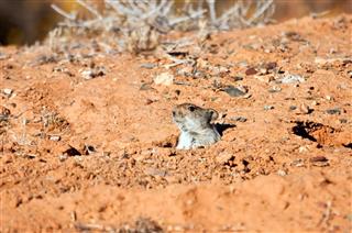 Desert Mouse