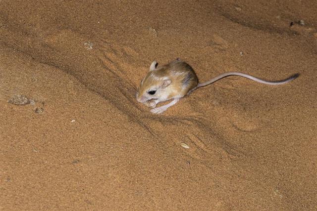 Mouse in the desert