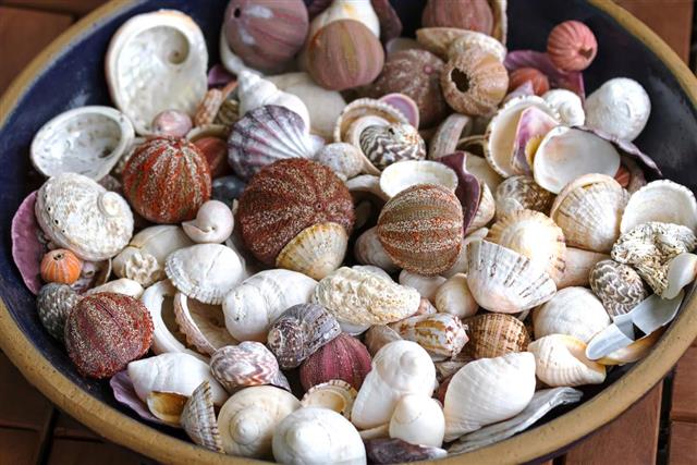 Ceramic bowl full of sea urchin and other seashells