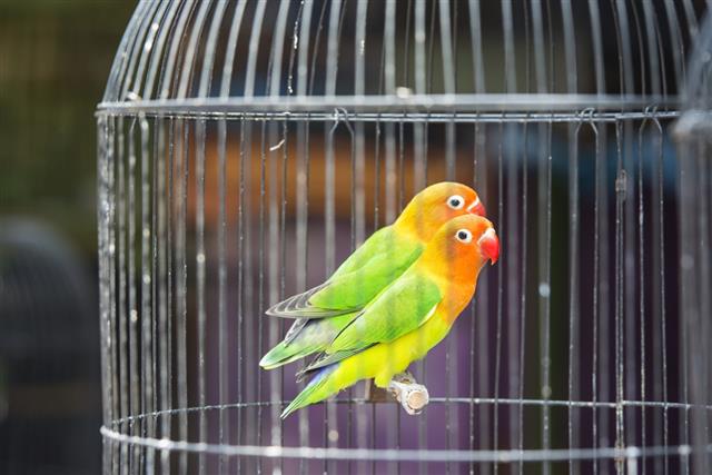 Two Lovebirds in a cage