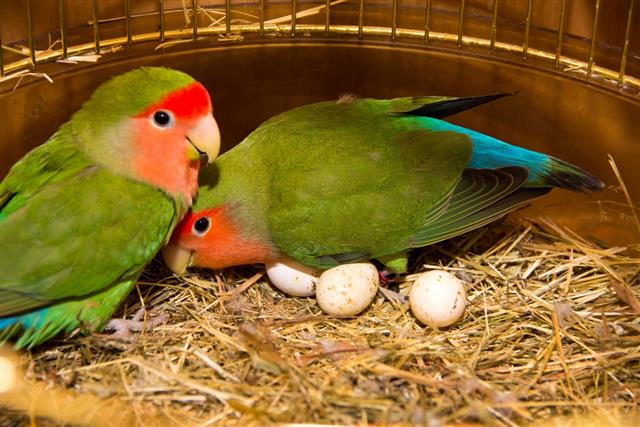 Two parrots lovebirds agapornis in gold cage having eggs