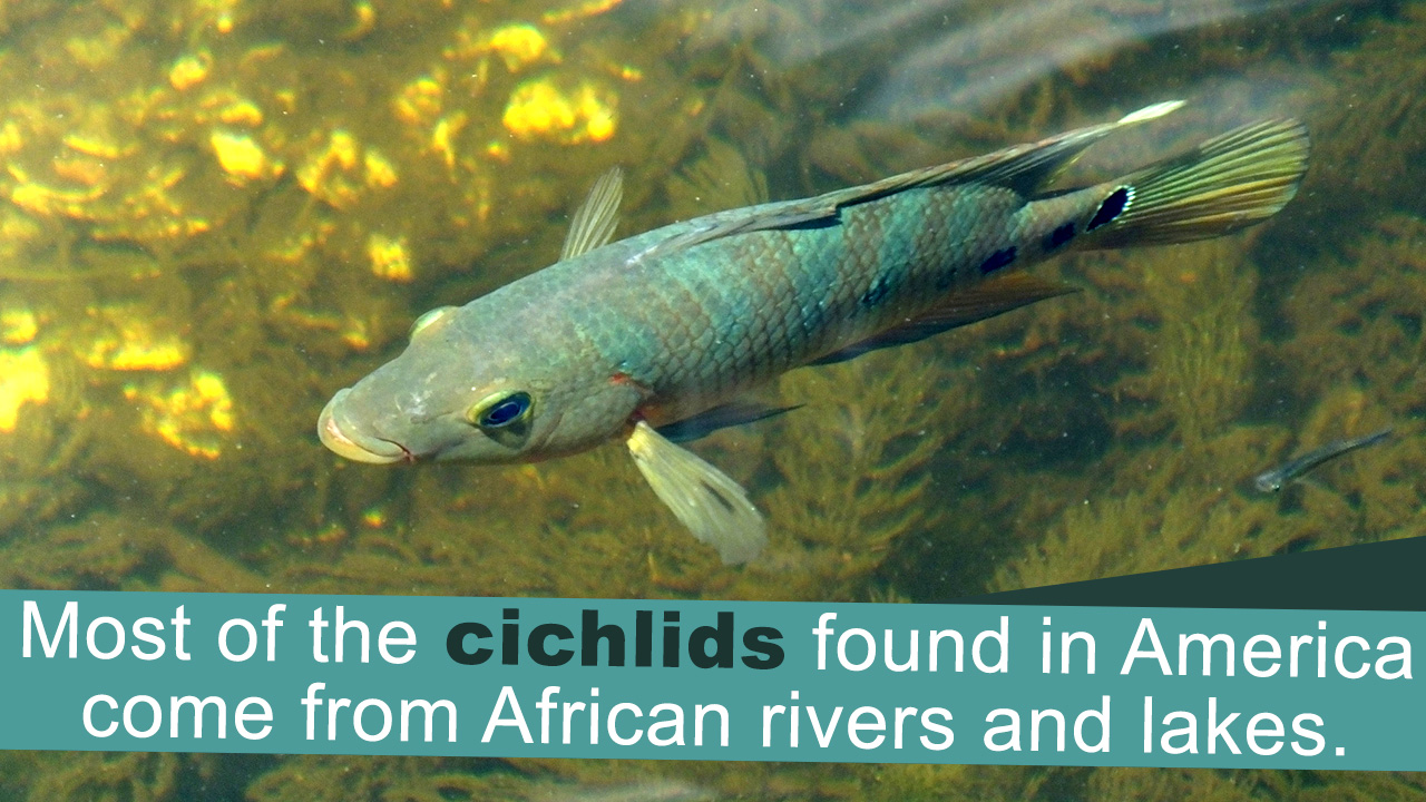 Cichlid Species