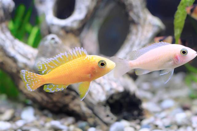 Aquarium Fish dwarf Cichlid