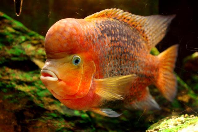 Fish Redheaded Cichlid