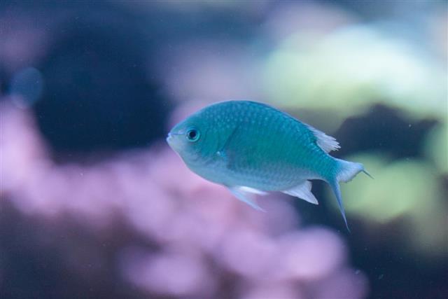 Blue green chromis fish