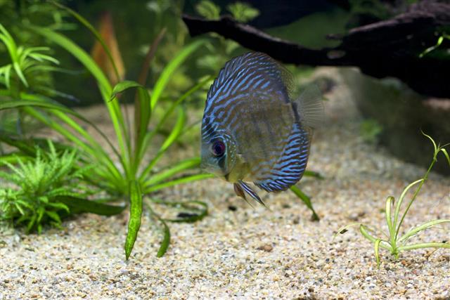 Blue aquarium fish