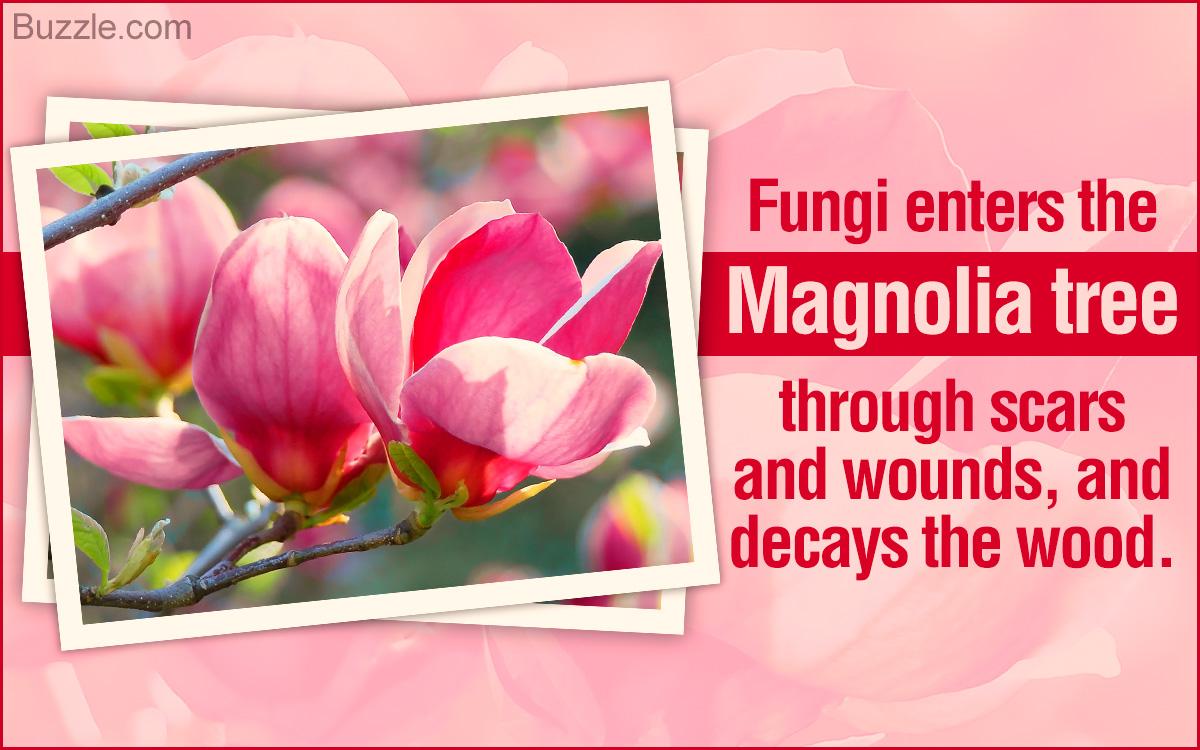 Magnolia Tree Diseases