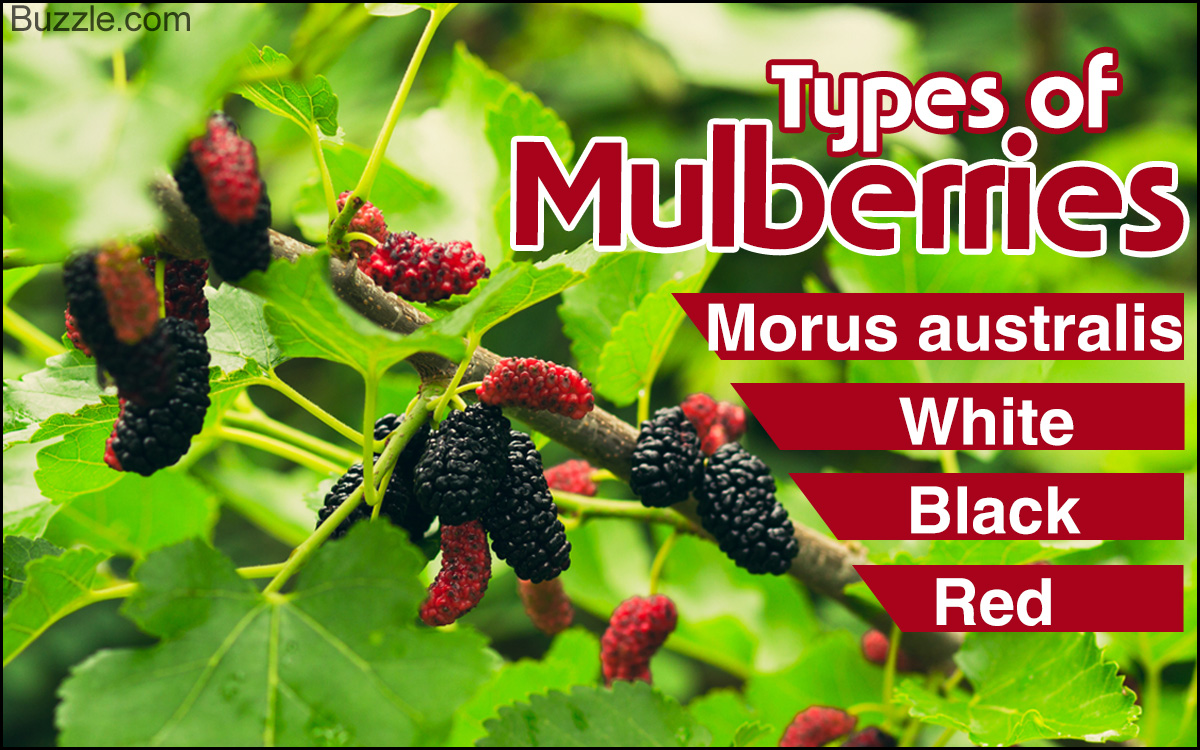 How to Take Care of a Weeping Mulberry Tree