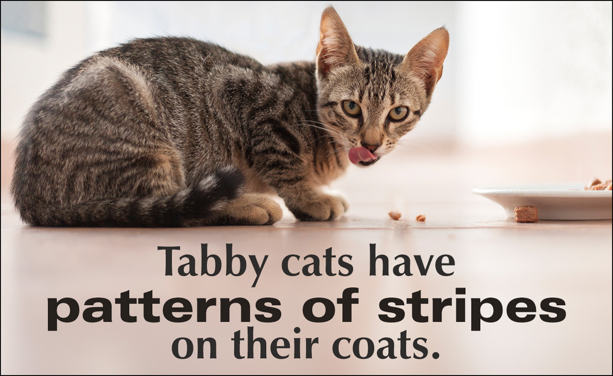 Tabby Cats