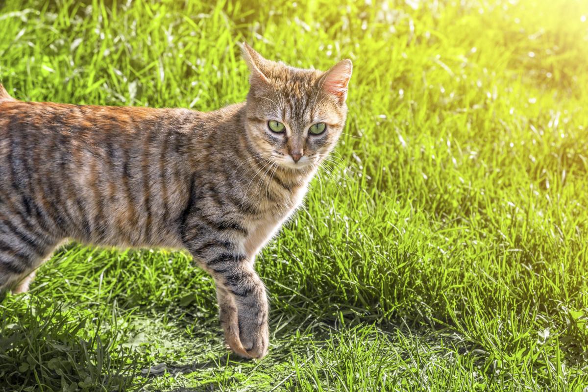Jaw-dropping Facts About Tabby Cats