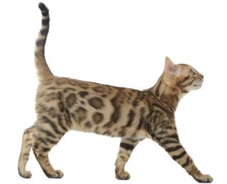 Bengal cat walking