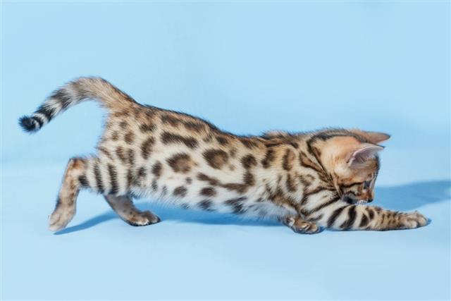 Spotted bengal kitten