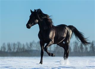 Pure Bred Spanish black stallion trotting