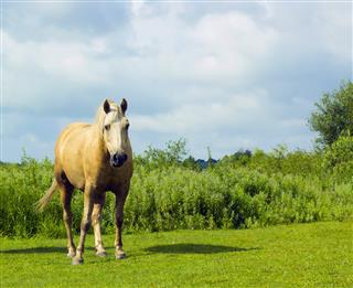 White spotted Horse grazes on green glade under cloudy sky