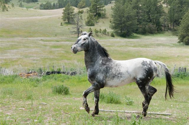 Appaloosa Spanish Mustang Stallion