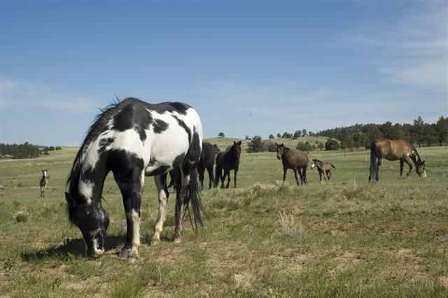 Black Hills Wild Horse Sanctuary - South Dakota