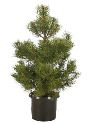 Austrian black pine