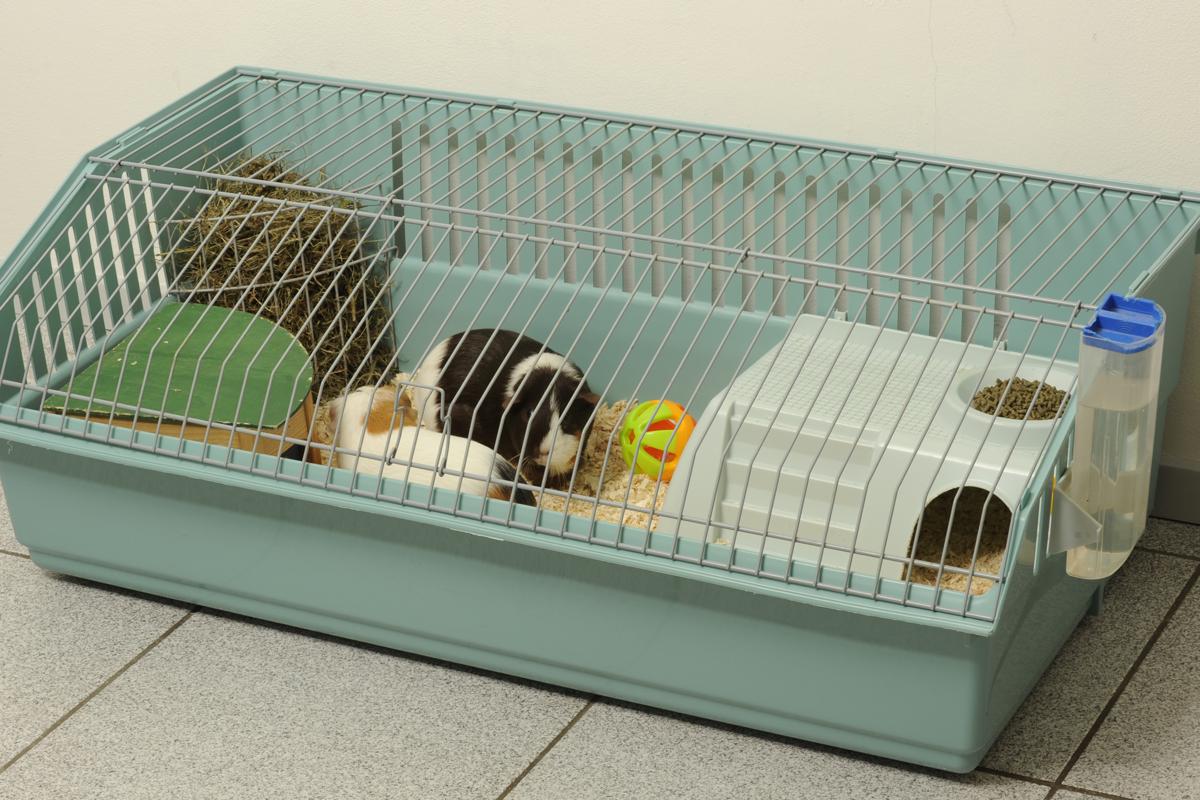 What You Ought to Know About Caring for Baby Guinea Pigs ...