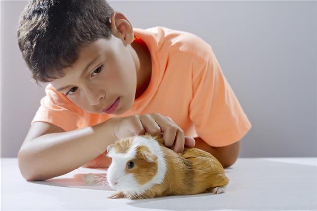 Boy looking his pet guinea pig