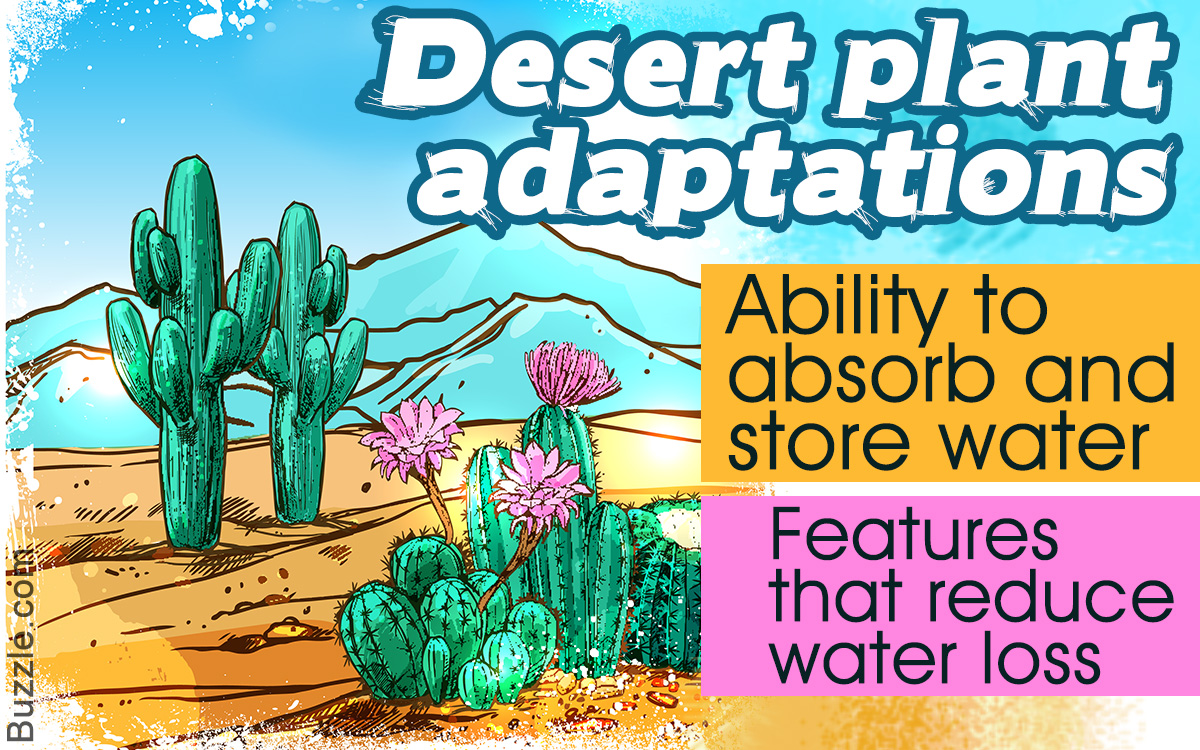 Desert Plants List