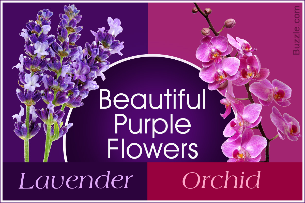 Purple Flower Names