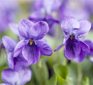 Sweet Violet Flower