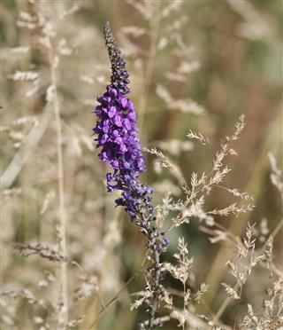 Purple Toadflax Wildflower
