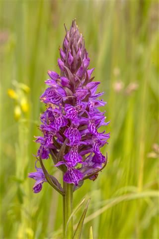 Purple Orchid Flower