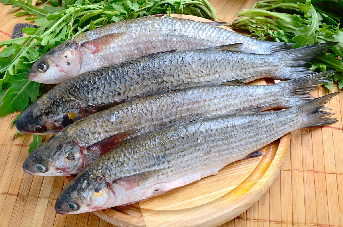 Amazing Mullet Fish Recipes That You'll Fall in Love With