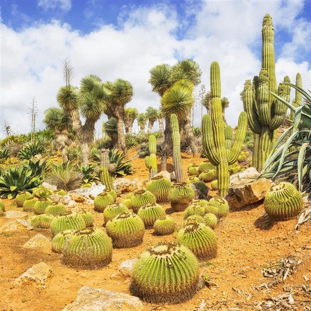 Cactus Countryside