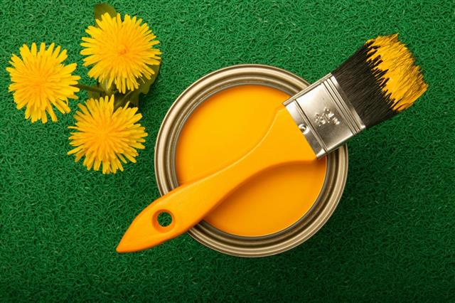 Yellow paint and dandelions