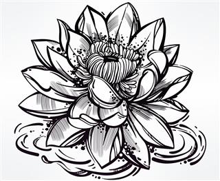 lily lotus flower
