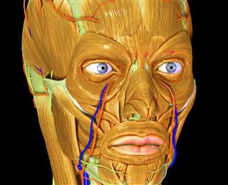 Human Facial muscles