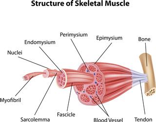 Structure Skeletal Muscle