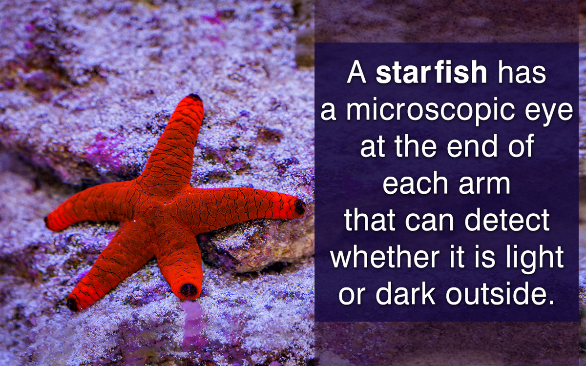 Starfish Anatomy - Biology Wise