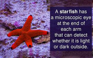 Starfish Facts for Kids