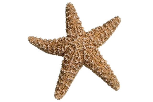 A clipped starfish on a white background