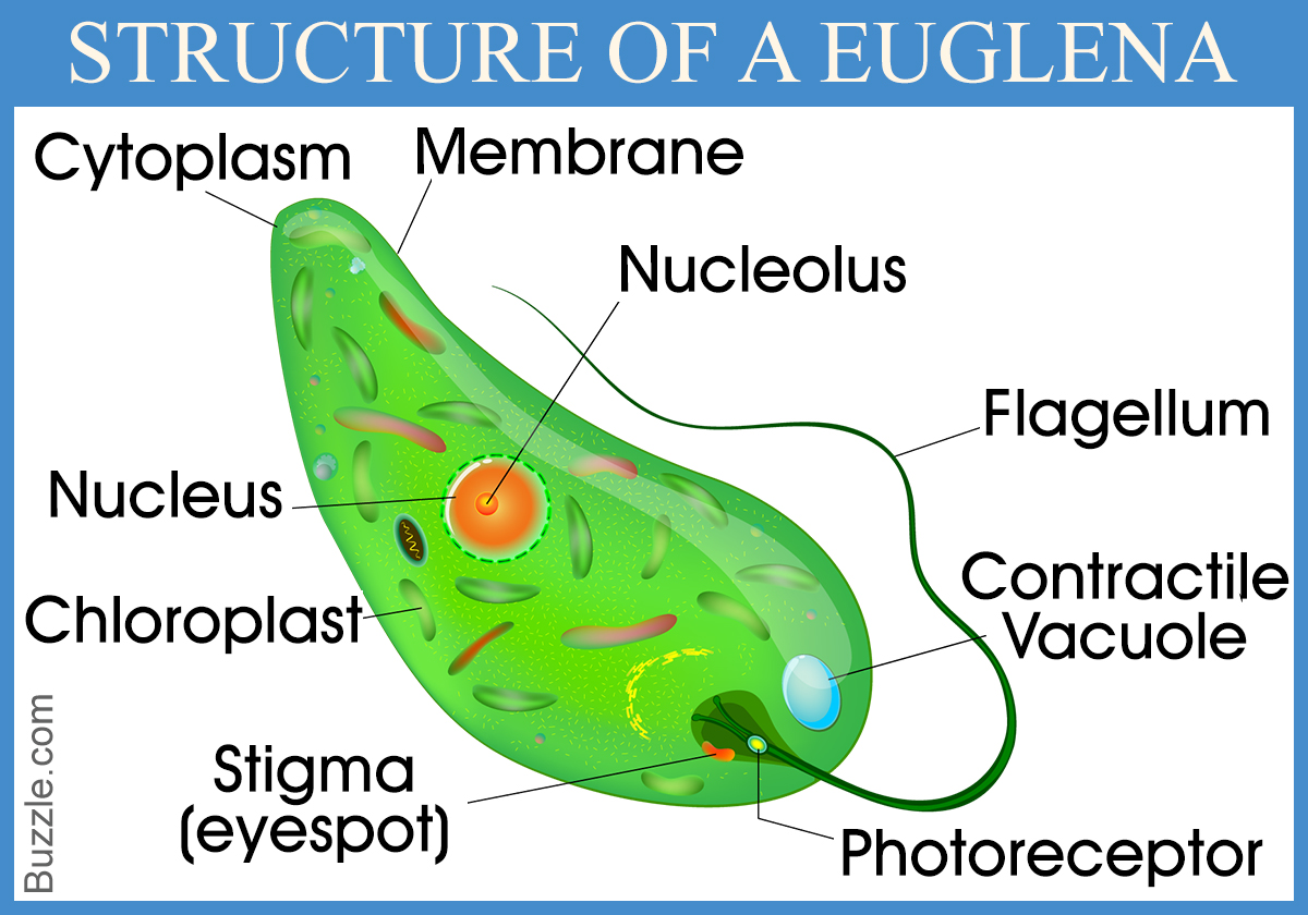 الحساب اسبح معطف واق من المطر  Enrich Your Mind With These Mindblowing Euglena Facts - Biology Wise