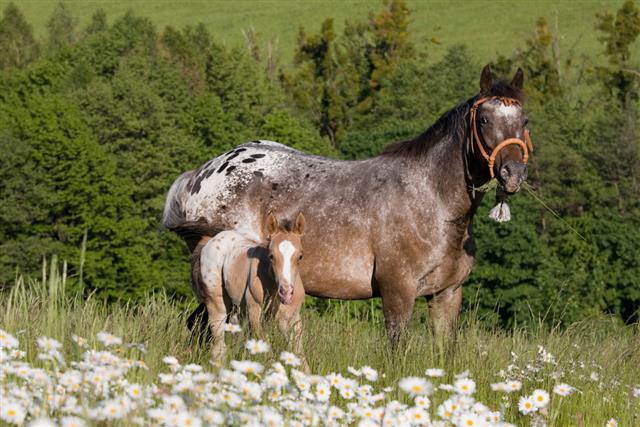 Appaloosa horse with child