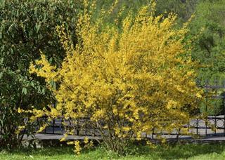 yellow flowers bush of forsythia